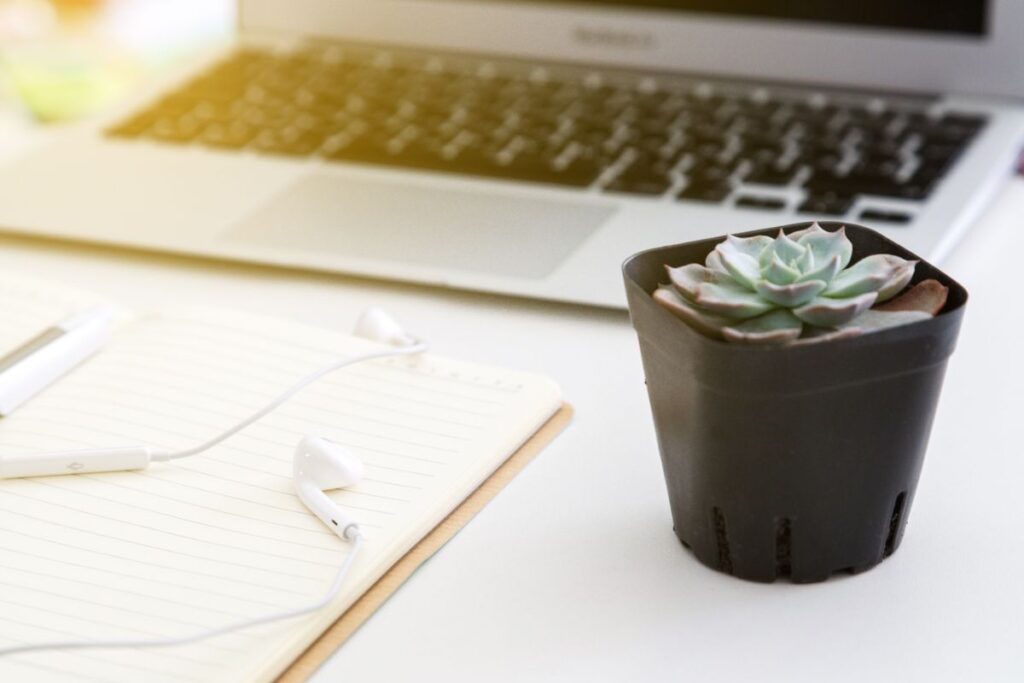 5 Aesthetically Pleasing Desktop Plants For Your Workspace