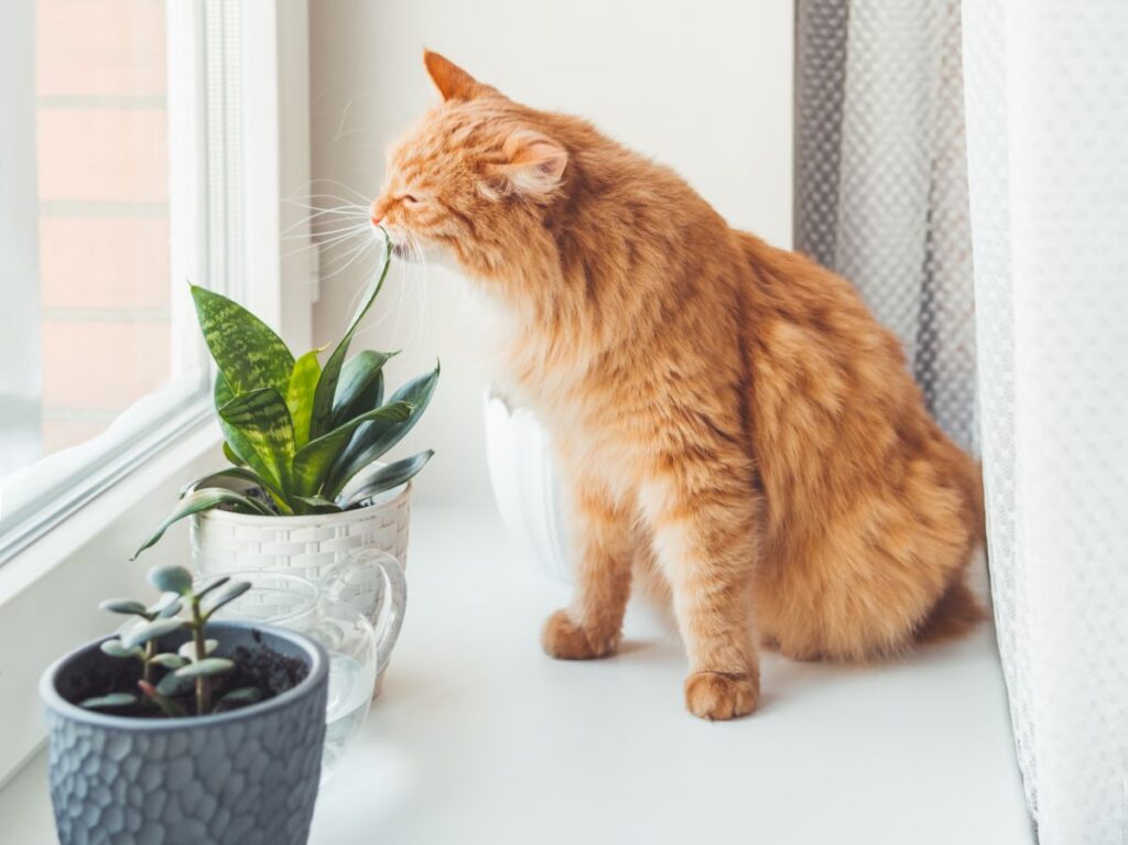Pet-Friendly Plants