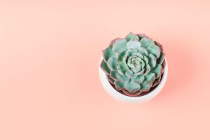 4 Corporate Plant Gifts You Can Bring For Corporate Events