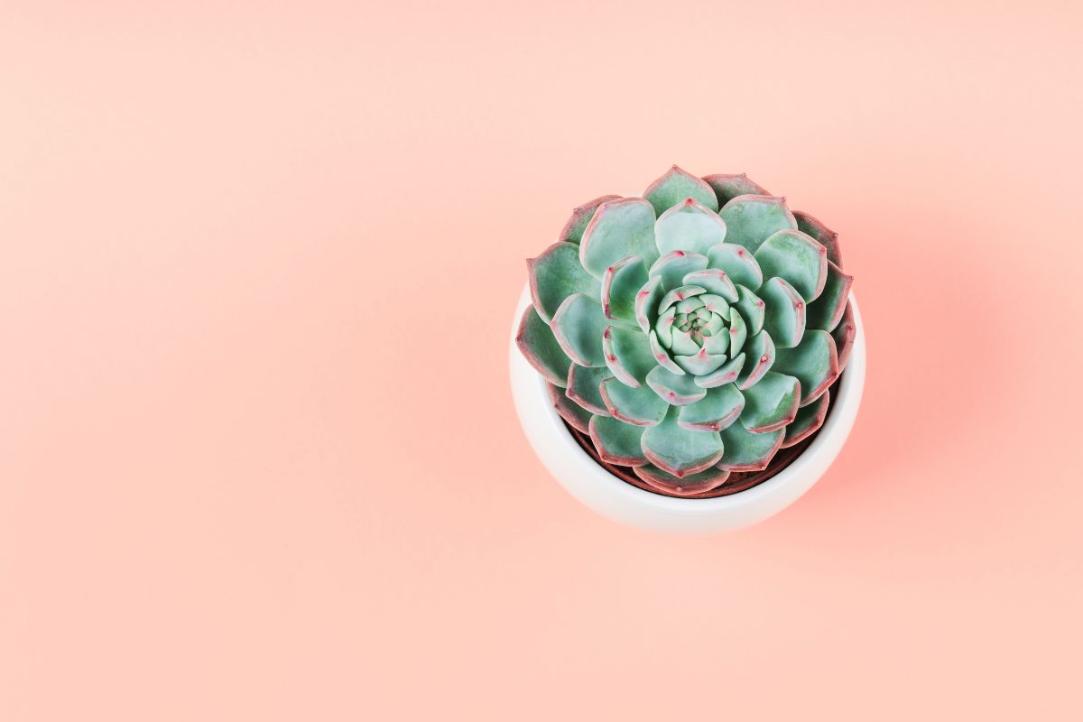 4 Corporate Plant Gifts You Can Bring For Corporate Events