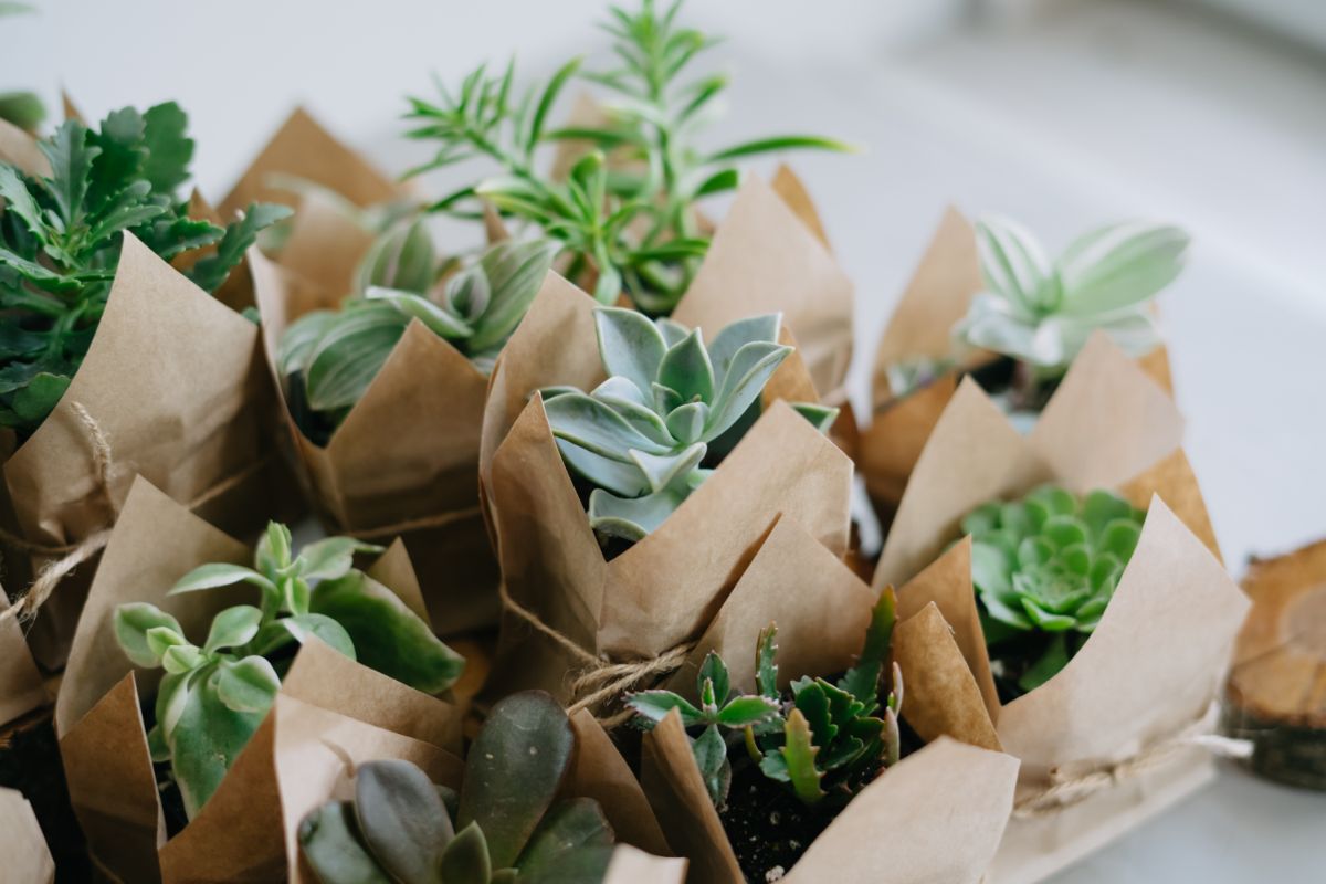 4 Plant Giveaway Ideas For Garden Wedding