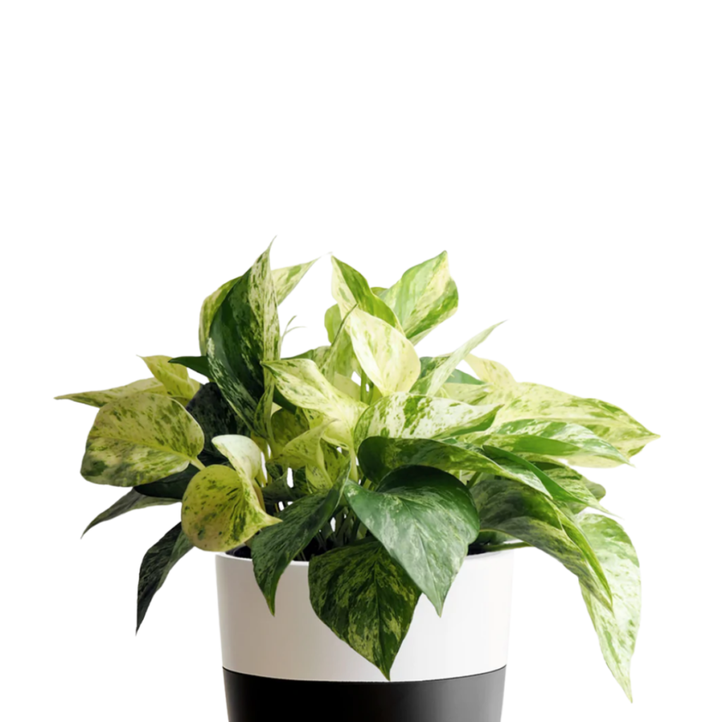 Marble Queen Pothos