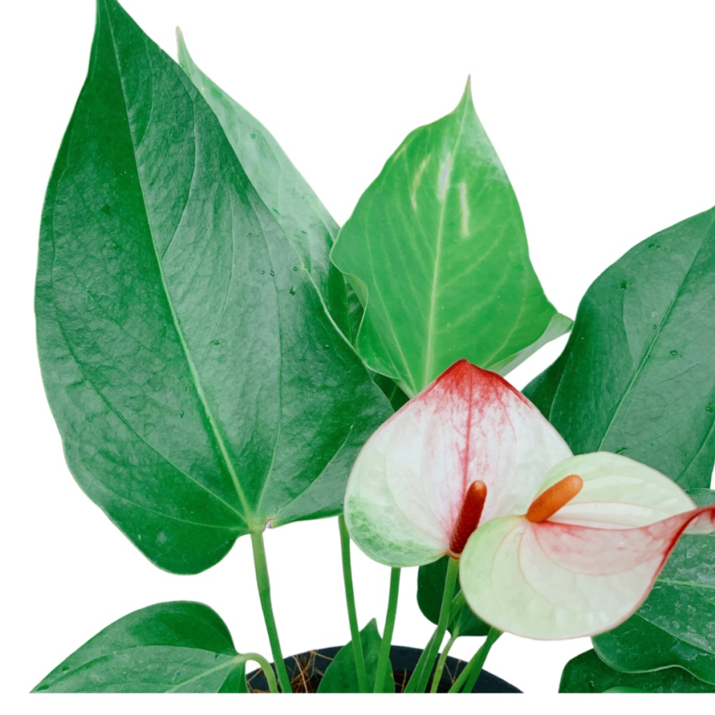 Anthurium Laceleaf
