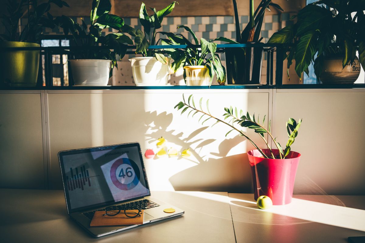 6 Best Air Purifying Plants For Your Office