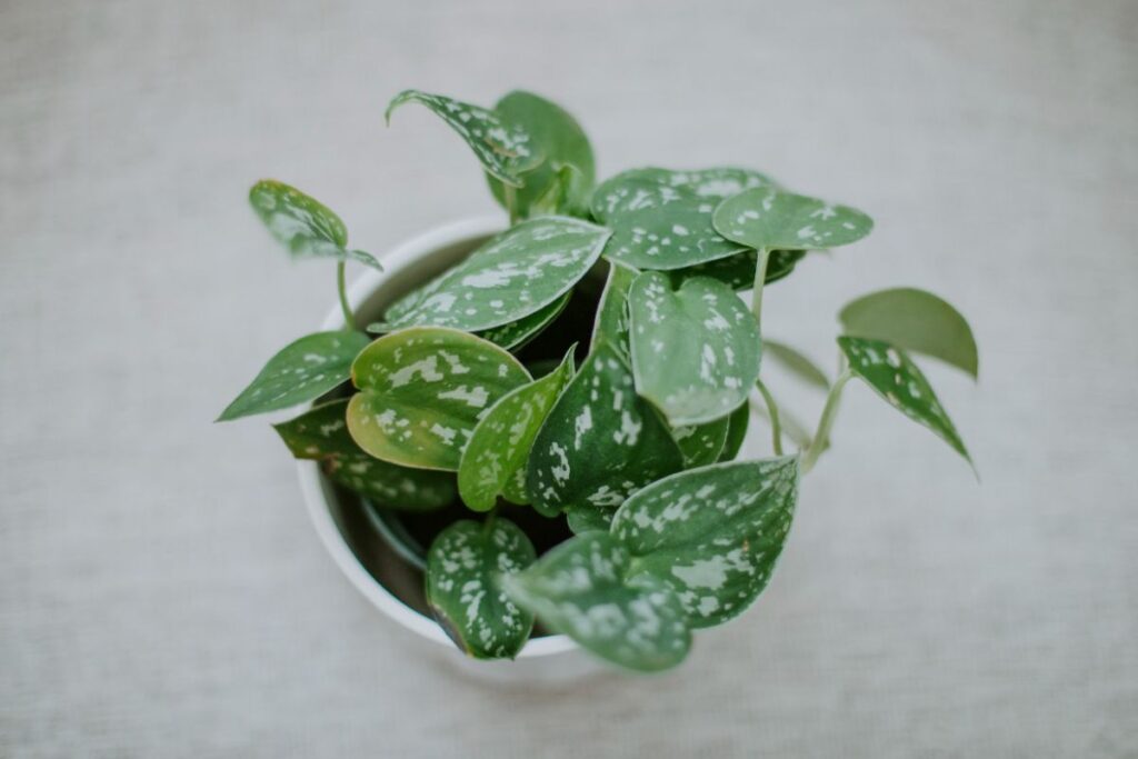 For The Kitchen: Silver Satin Pothos