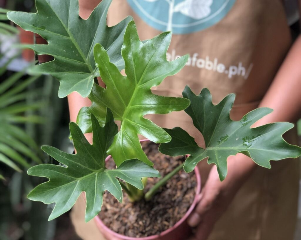 4 Benefits Of Indoor Plant Rentals From Unbeleafable