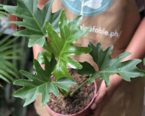 4 Benefits Of Indoor Plant Rentals From Unbeleafable