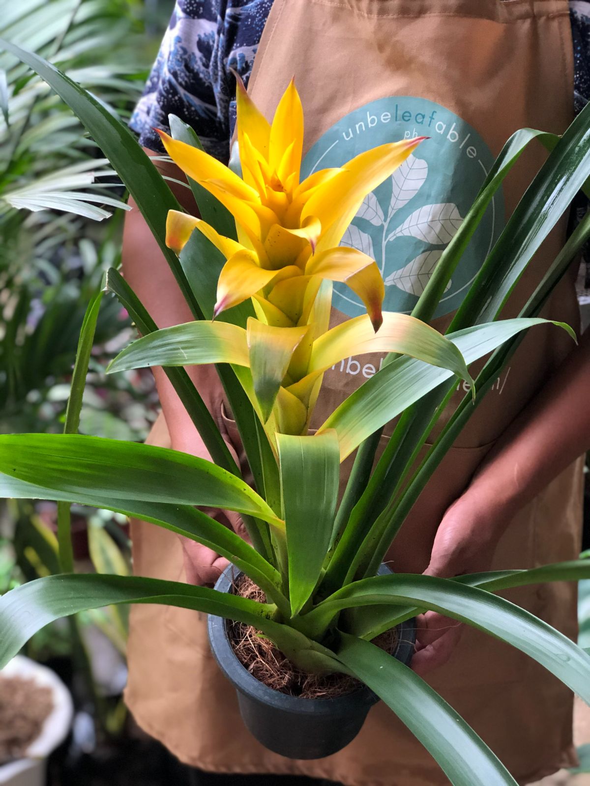 7 Great Reasons To Buy Plants Online