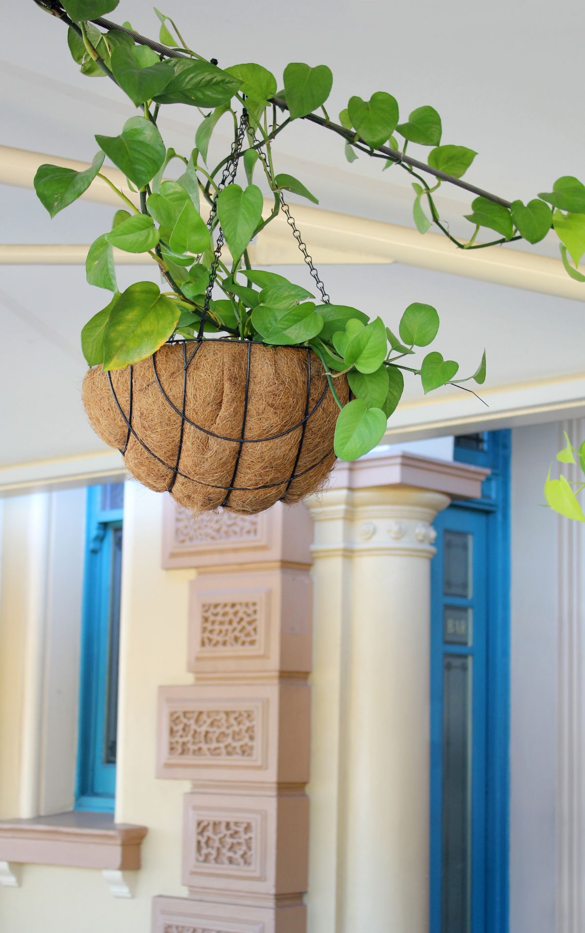 Display Your Hanging Plants