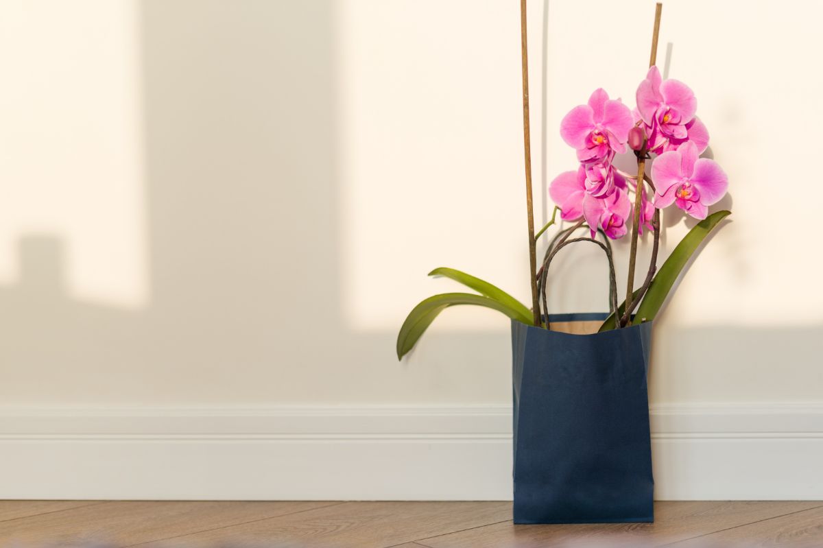 Orchids