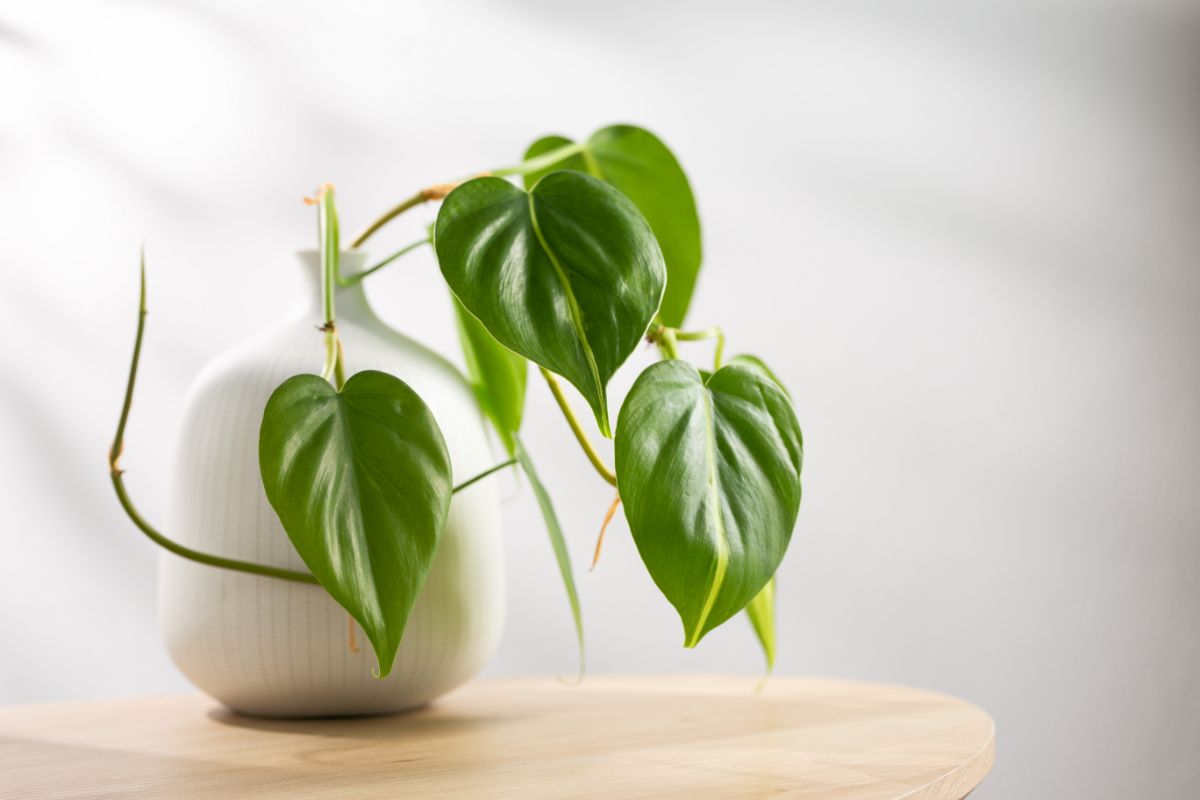 Lemon Lime Philodendron