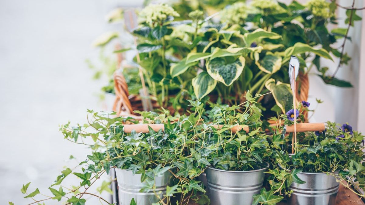 6 Plant Display Ideas for Your Store