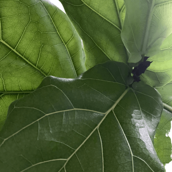 Something to Keep Her Healthy