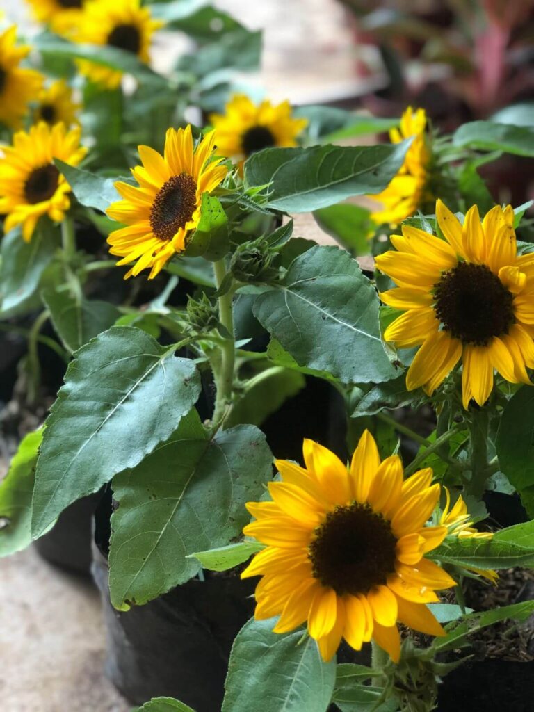 7 Best Plants for Corporate Gifts on Women’s Day