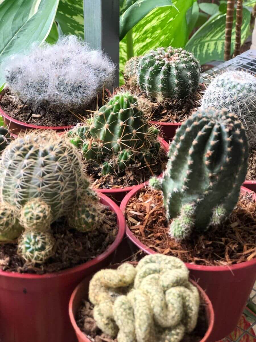 Choose Drought-Tolerant Plants