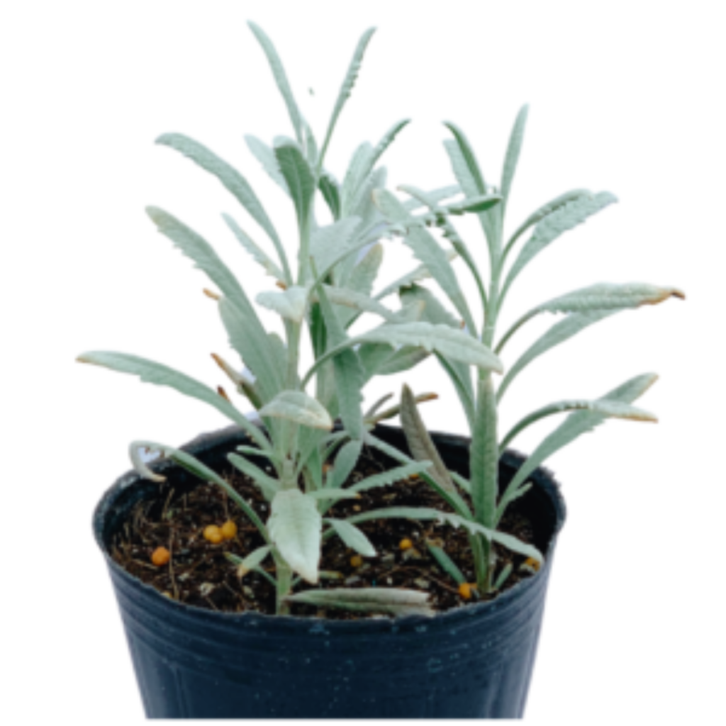 Something to Help Her Relax