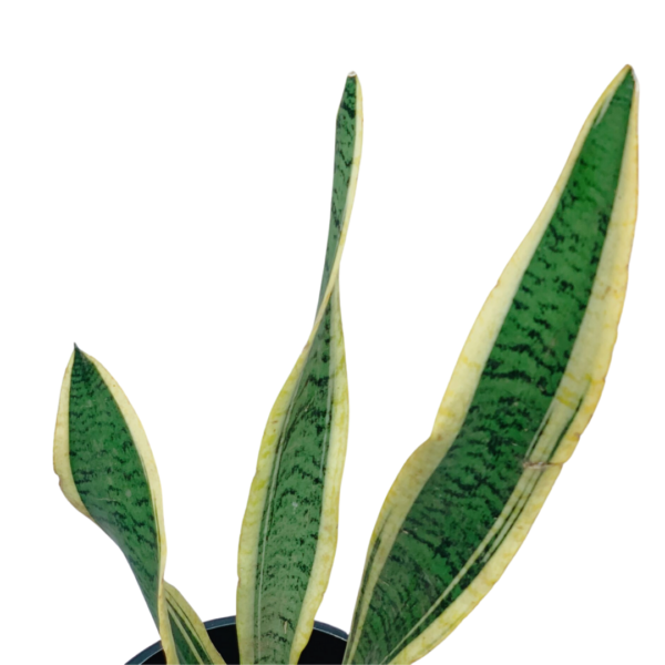 Snake Plant Trifasciata