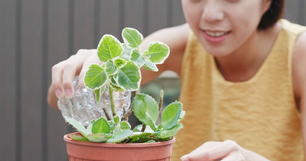 Water Early in the Morning or Late at Night