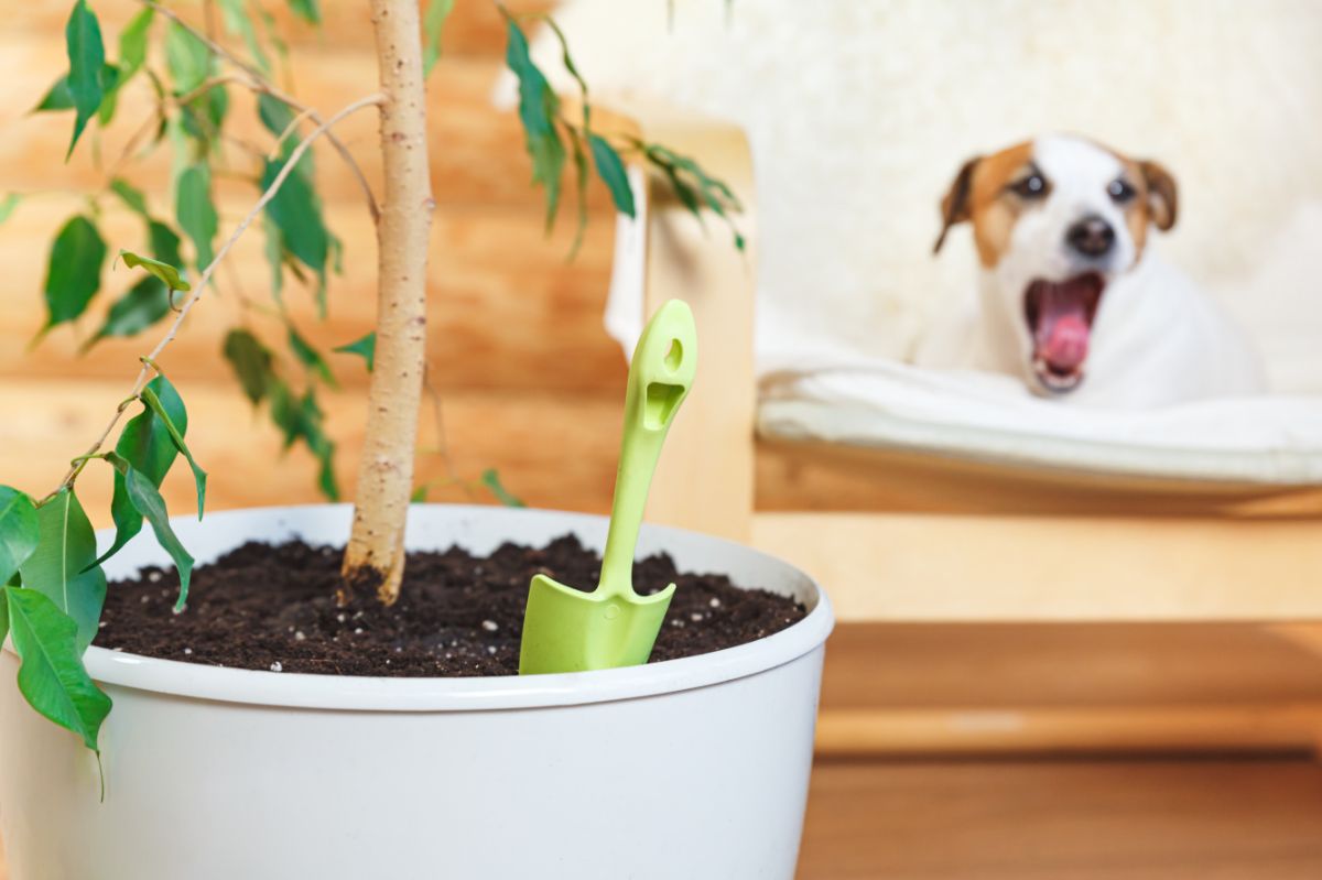 7 Surprising and Natural Plant Fertilizers