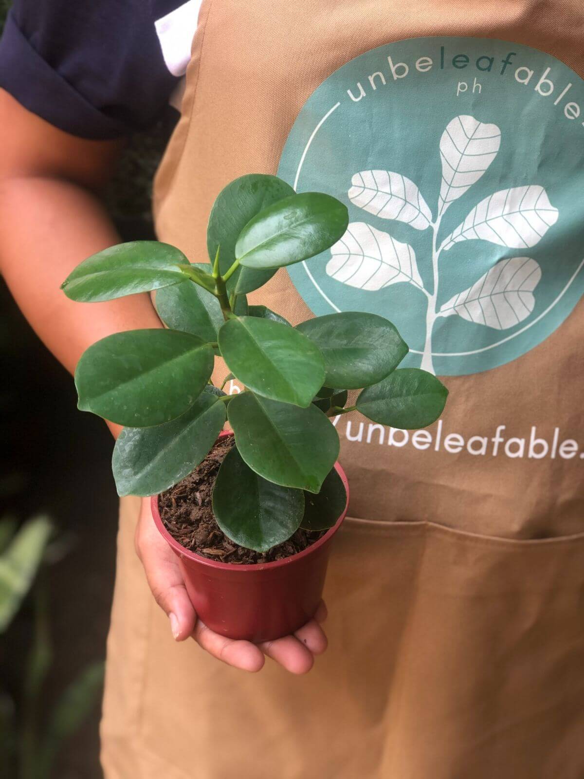 The Myth of a Black Thumb: 6 Sturdy Houseplants for Beginners