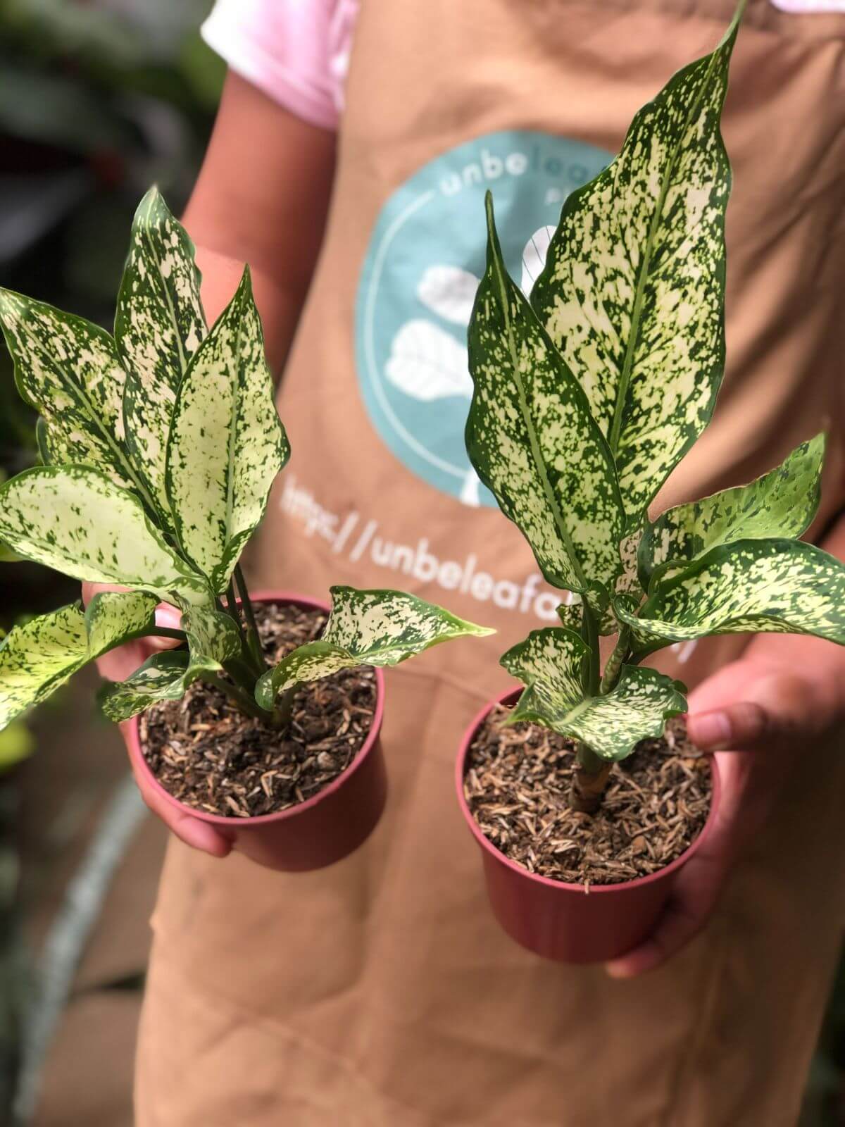Aglaonema Snow White