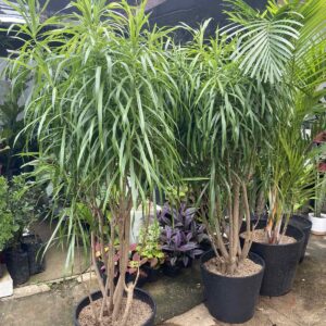 A captivating image of Dracaena Anita (Dragon Tree) with its vibrant green and yellow variegated leaves, showcasing its elegant beauty and air-purifying qualities. A stunning addition to any indoor space.