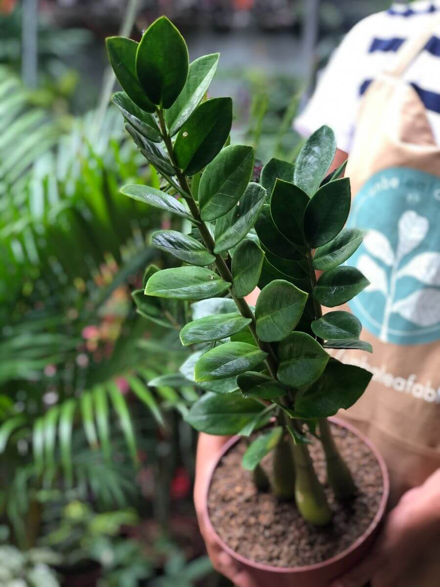 ZZ Plant