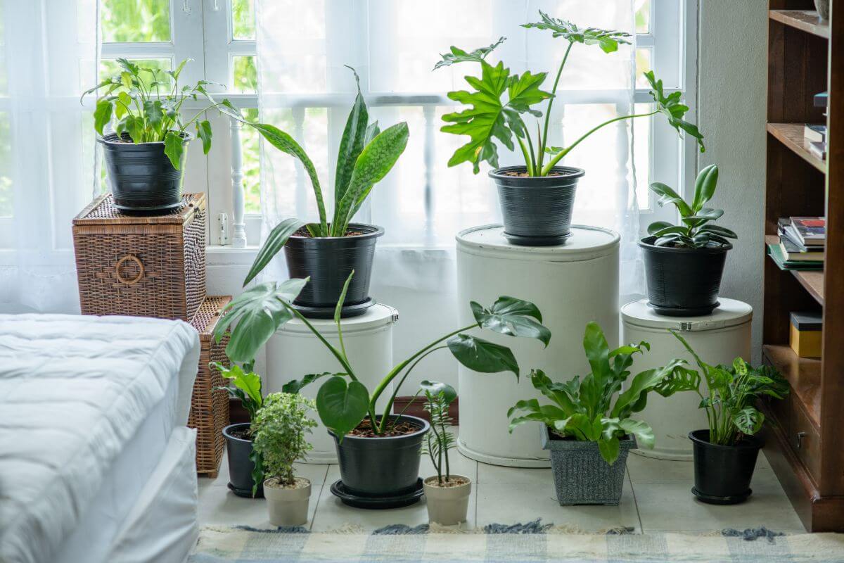 Why Should You Order Plants in Bulk?