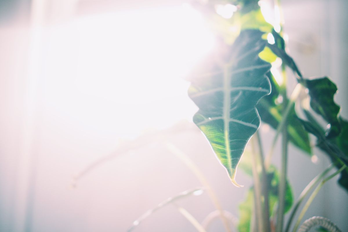 The Ultimate Sunlight Guide for Indoor Plants