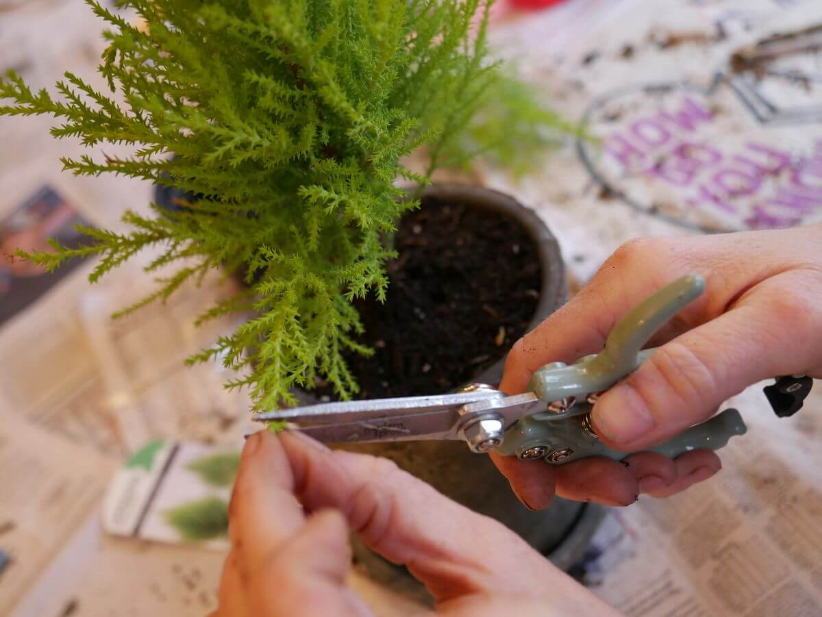Prune the Plants