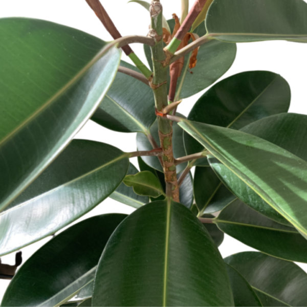 Rubber Plant