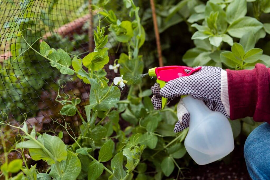 Use Safe and Natural Pest Control Methods