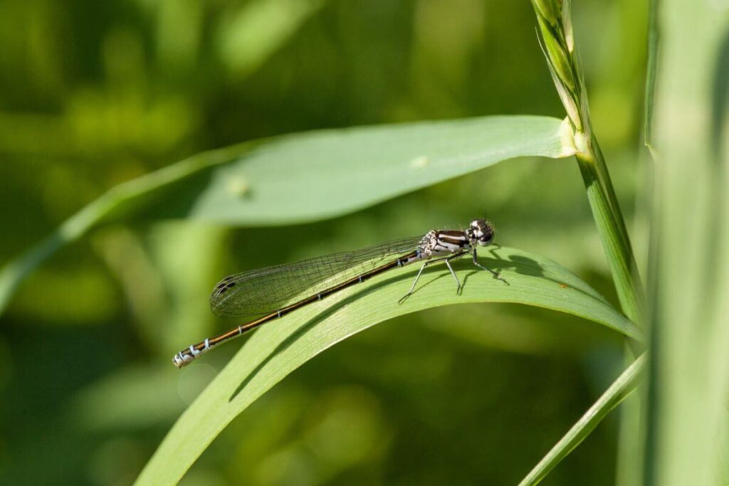 Dragonflies