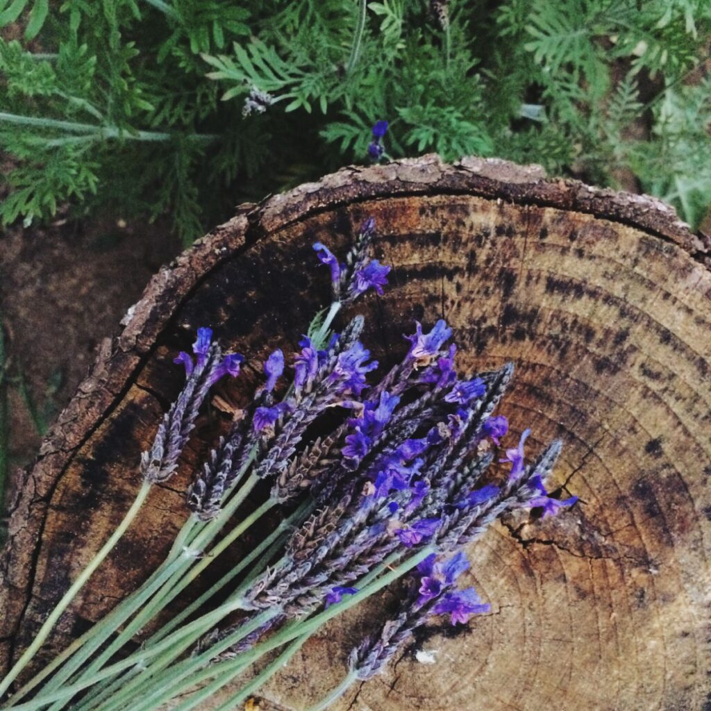 5 Pest-Repelling Plants for Your Home