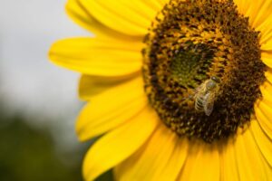 9 Insects that are Actually Beneficial for Your Plants