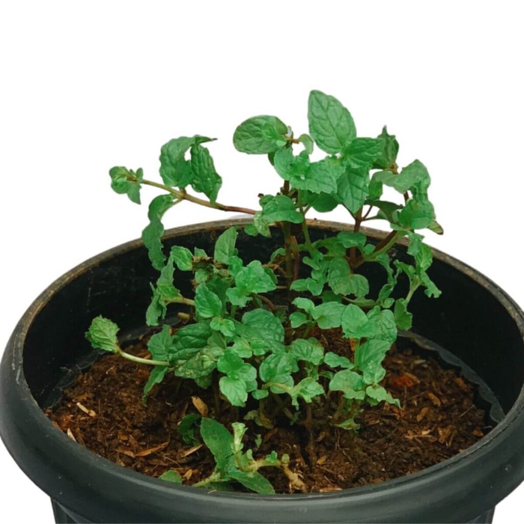 Practice Companion Planting
