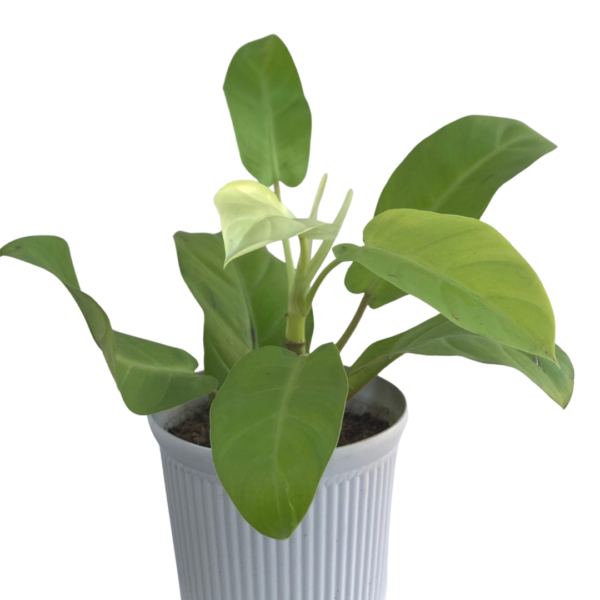 Philodendron