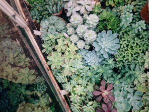 5 Factors Driving the Demand in Plant Rentals