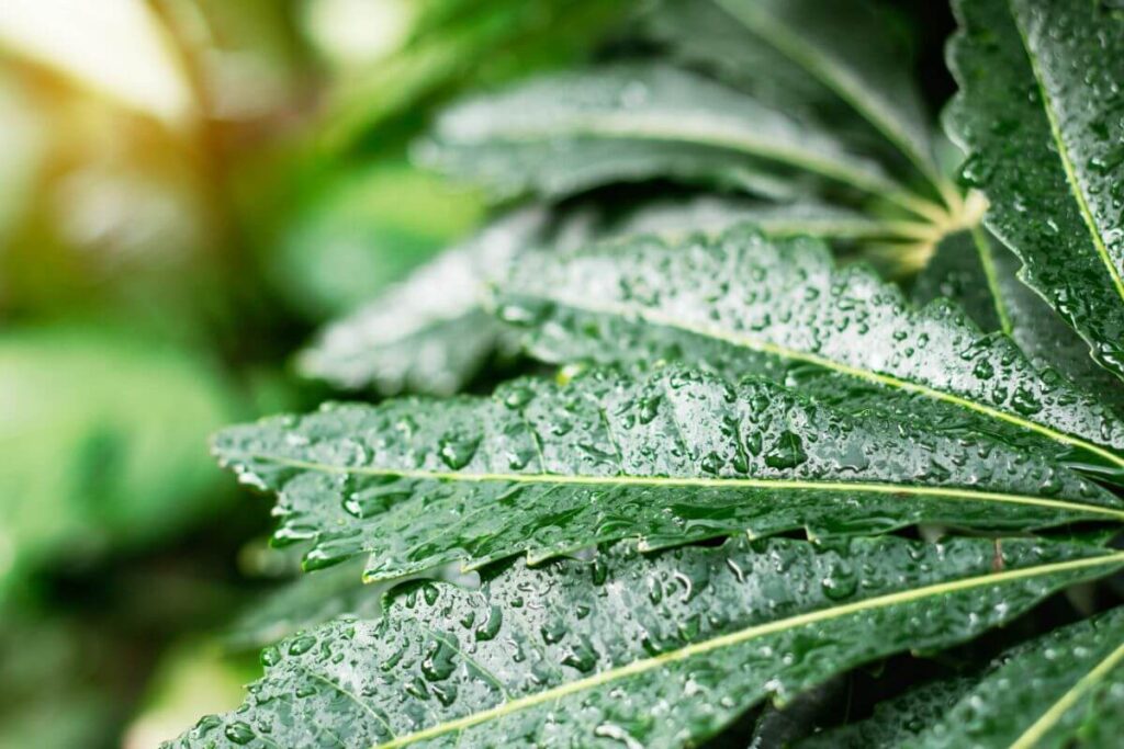 10 Indoor Plants That Thrive During the Rainy Season