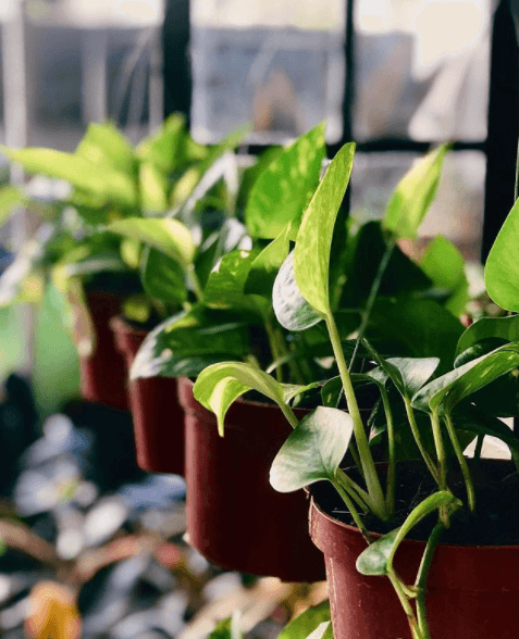 Promotes Environmental Sustainability by Reducing Waste