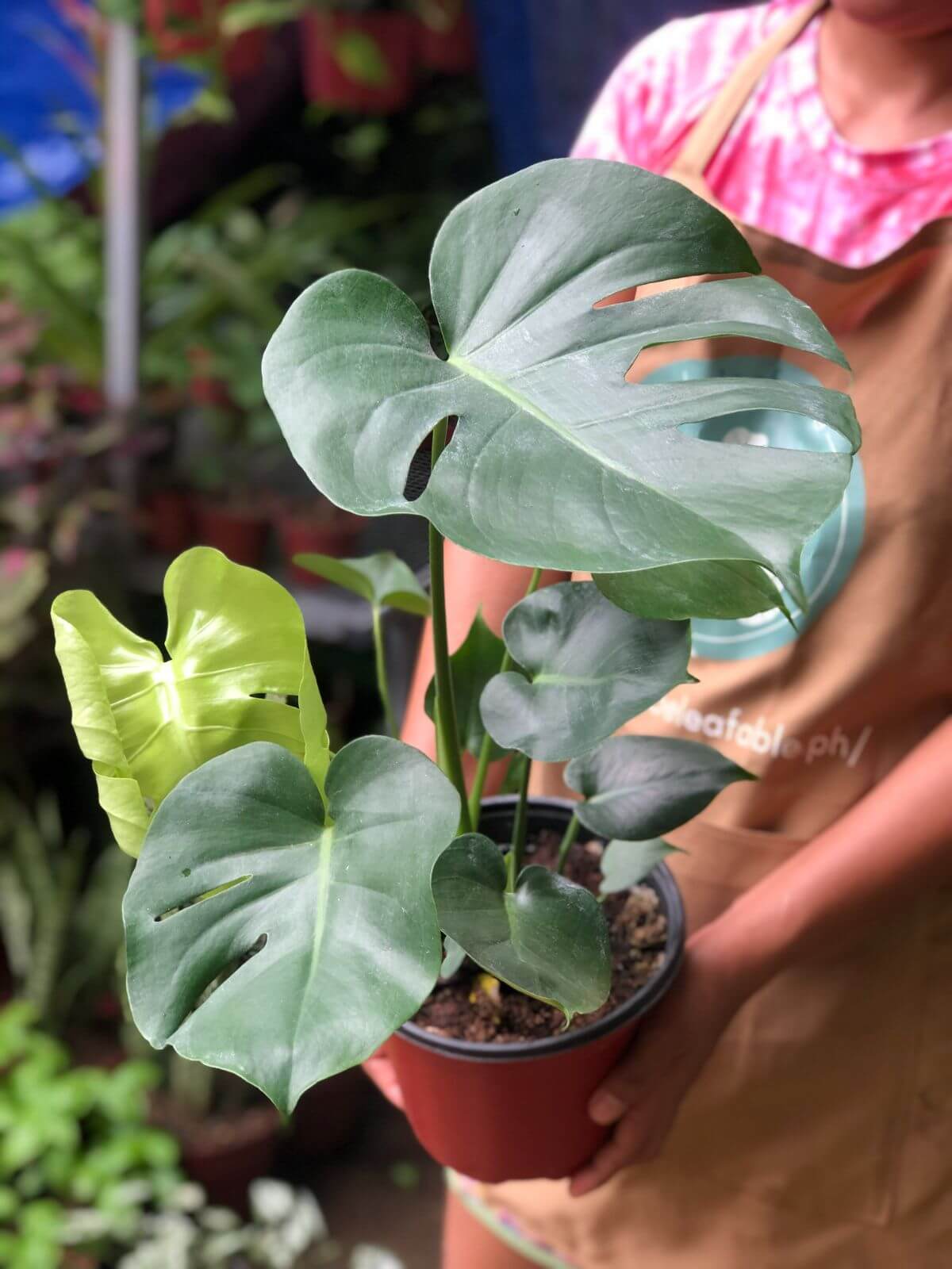 Monstera deliciosa 