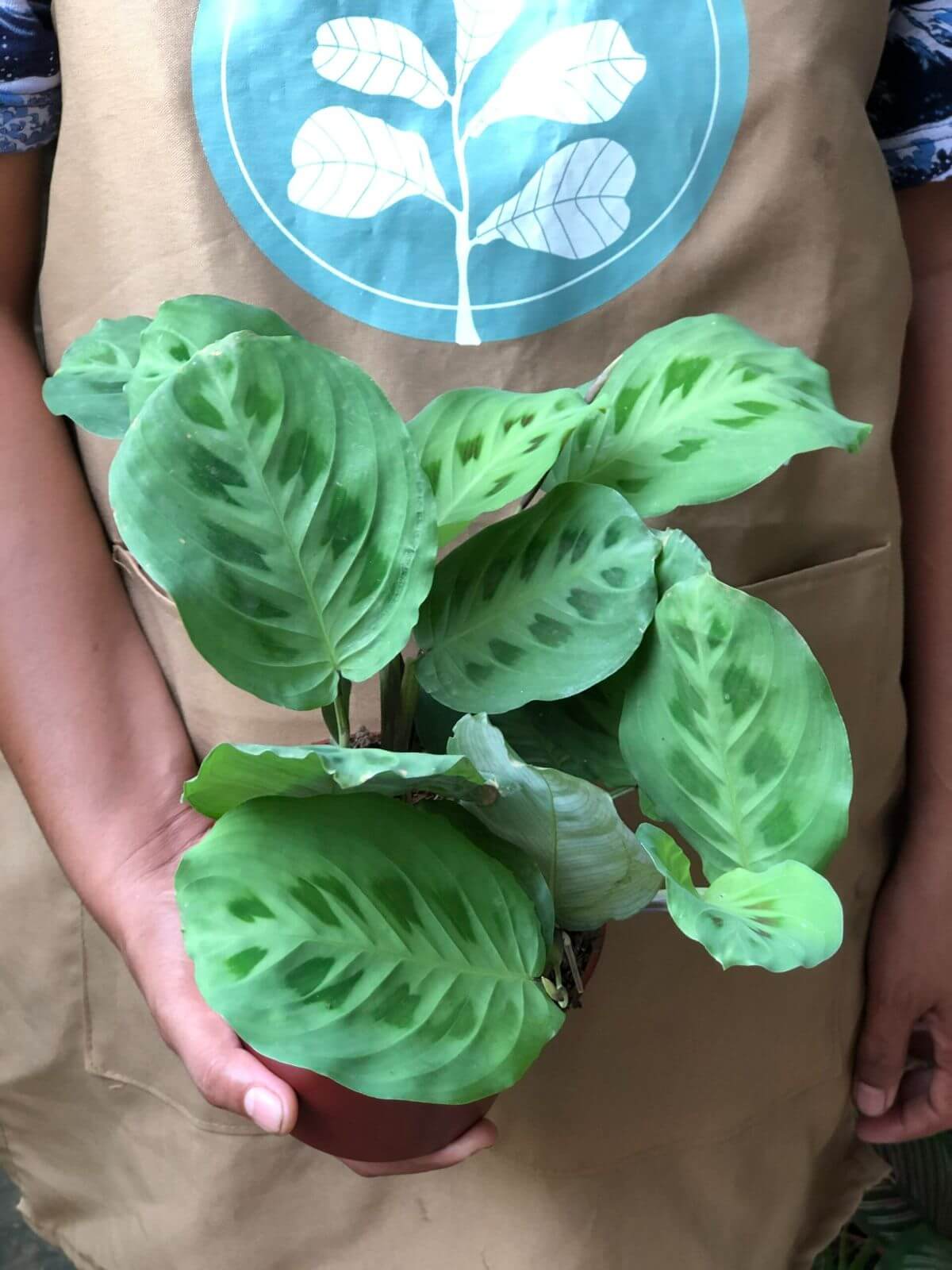 Delivers a Multi-Sensory Experience for Your Guests