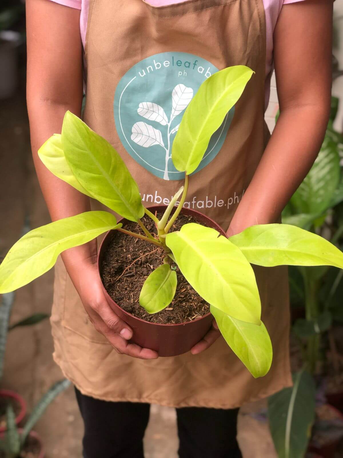 Philodendron