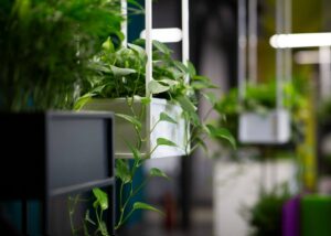 4 Ways Plants Reduce Noise Levels Indoors