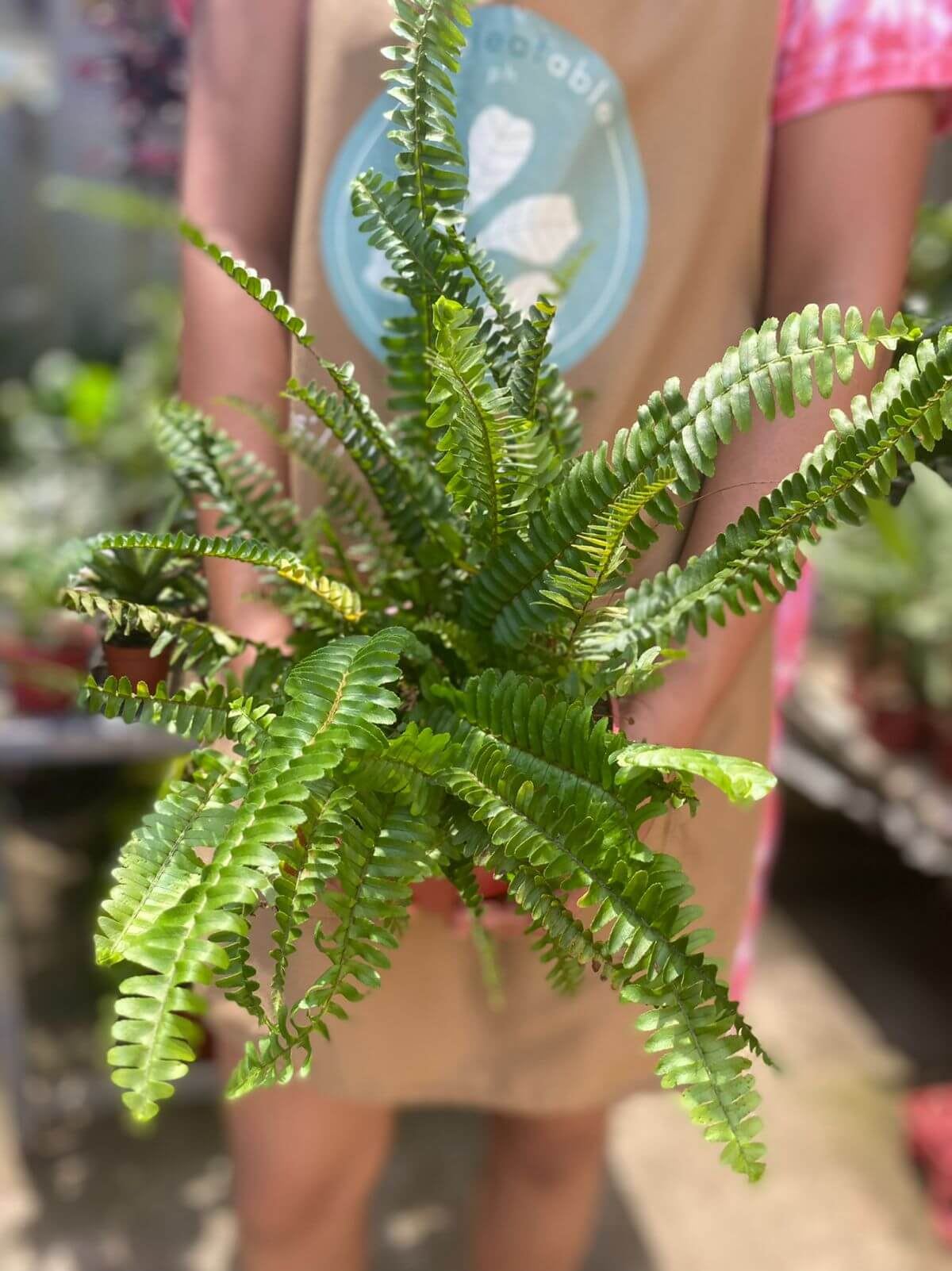 Boston Fern