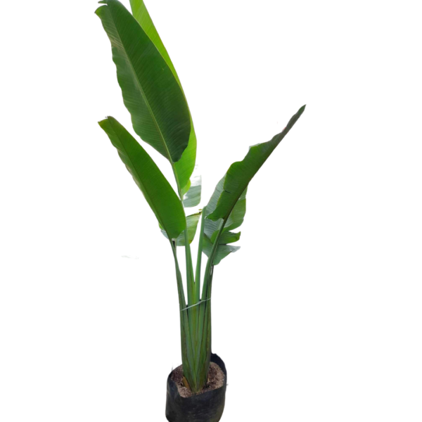 Traveler's Palm