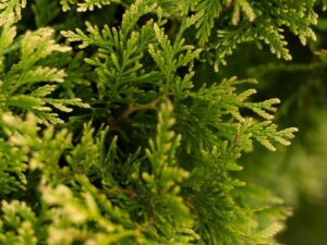 Cypress tree for Christmas corner