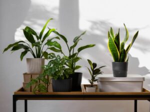 Festive Indoor Plant Arrangements for Your Home and Restaurant