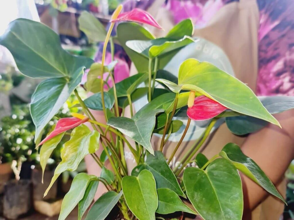 Anthurium