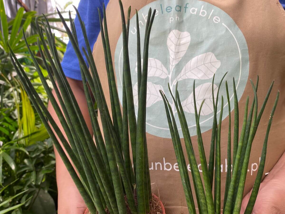 Bacularis Air-purifying and stylish for modern interiors.